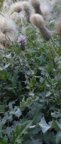 creeping thistle