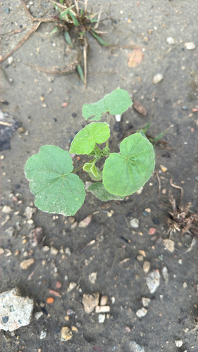 velvetleaf
