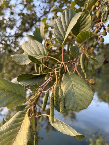 common alder