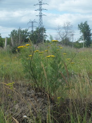 Tanacetum vulgare