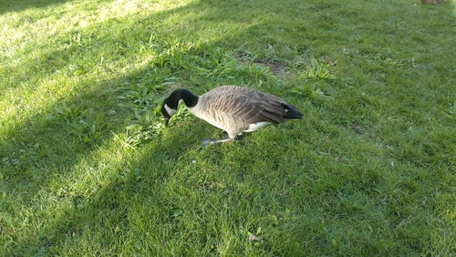 Canada Goose