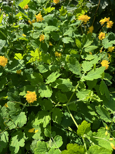 Greater celandine