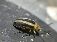 Derospidea brevicollis