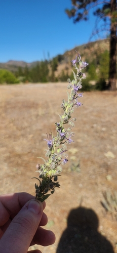 Vinegar Weed
