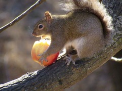 Sciurus carolinensis