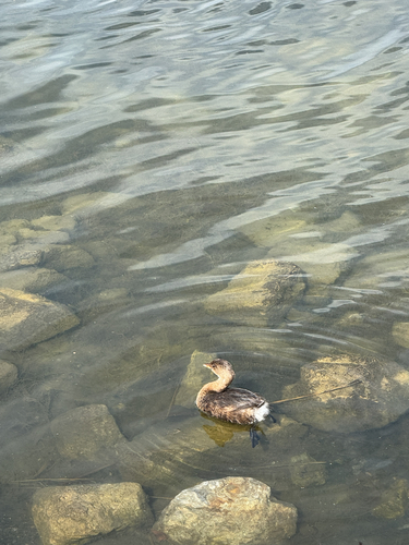 Pied-billed Grebe