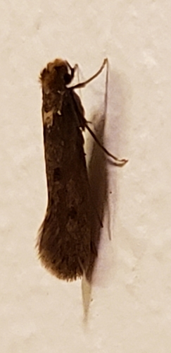Case-bearing Clothes Moth photo 6