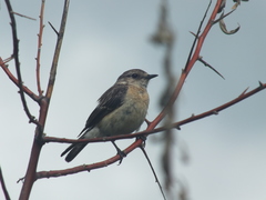 Saxicola maurus