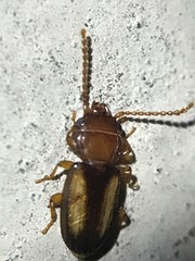 Laemophloeus terminalis