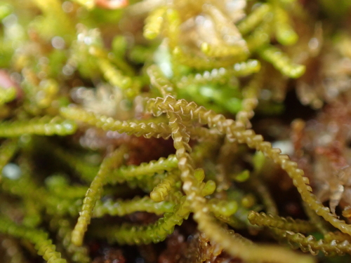 Sphenolobus minutus observed 2026-09-26