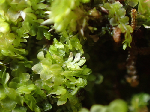 Diplophyllum taxifolium observed 2026-09-26