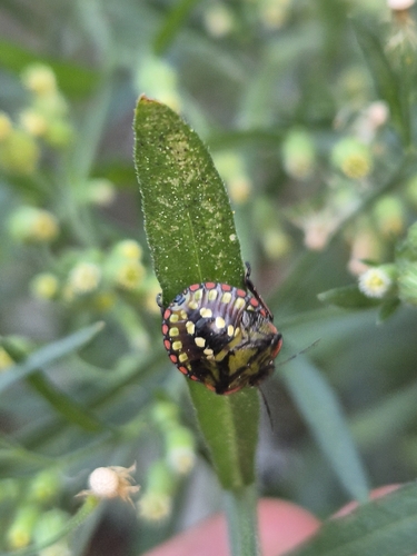 Southern Green Stink Bug