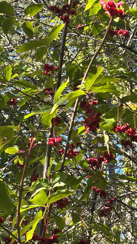 Large-leaved Spindle