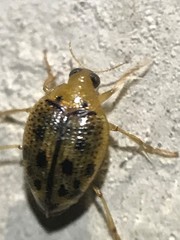Peltodytes litoralis