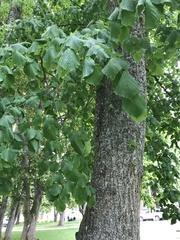 Tilia