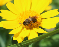Andrena bicolor