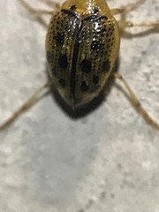 Peltodytes litoralis