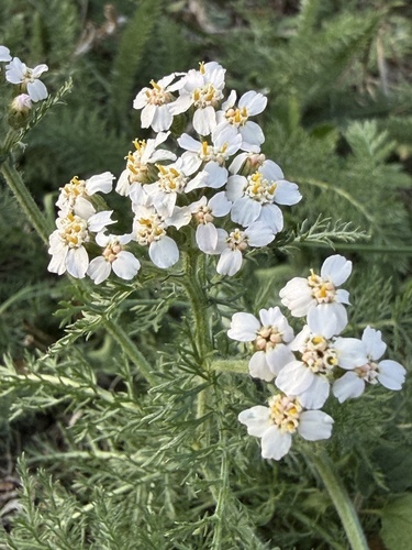 common yarrow