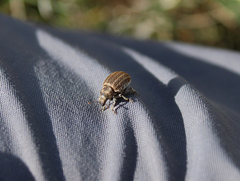 Philopedon plagiatum