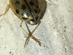 Peltodytes litoralis
