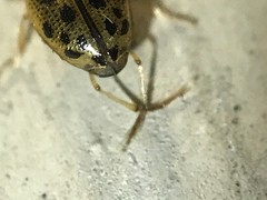 Peltodytes litoralis