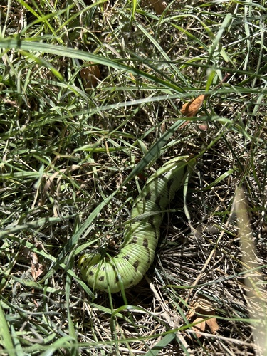 Convolvulus Hawkmoth