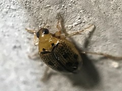 Peltodytes litoralis