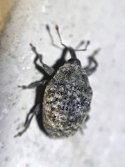 Rhyssomatus lineaticollis