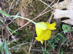Calochortus monophyllus
