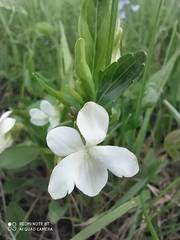 Viola accrescens