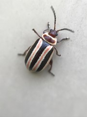 Kuschelina miniata
