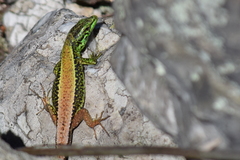Iberian Mountain Lizard photo 2