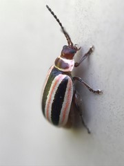 Kuschelina miniata