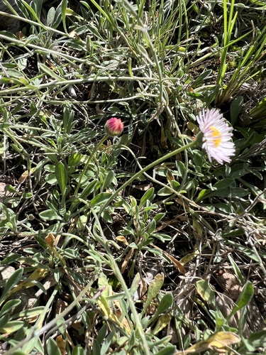 running fleabane