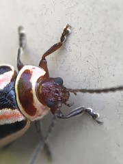 Kuschelina miniata