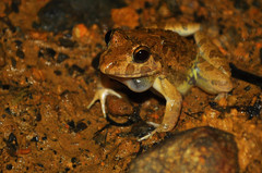 Fejervarya cancrivora