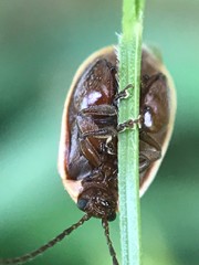 Kuschelina miniata