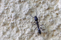 Neoponera
