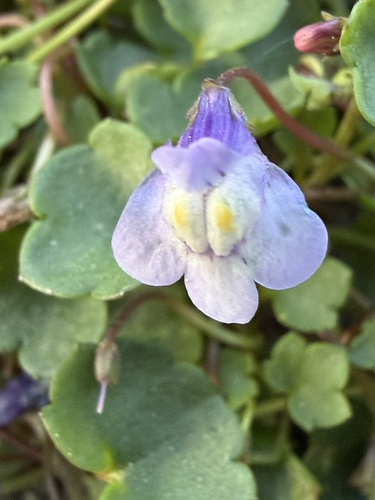 Ivy-leaved toadflax