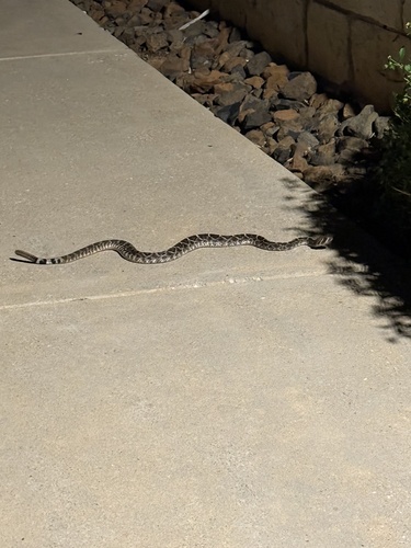 Western Diamond-backed Rattlesnake