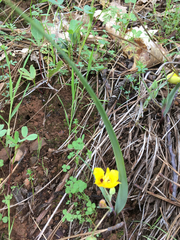 Calochortus monophyllus