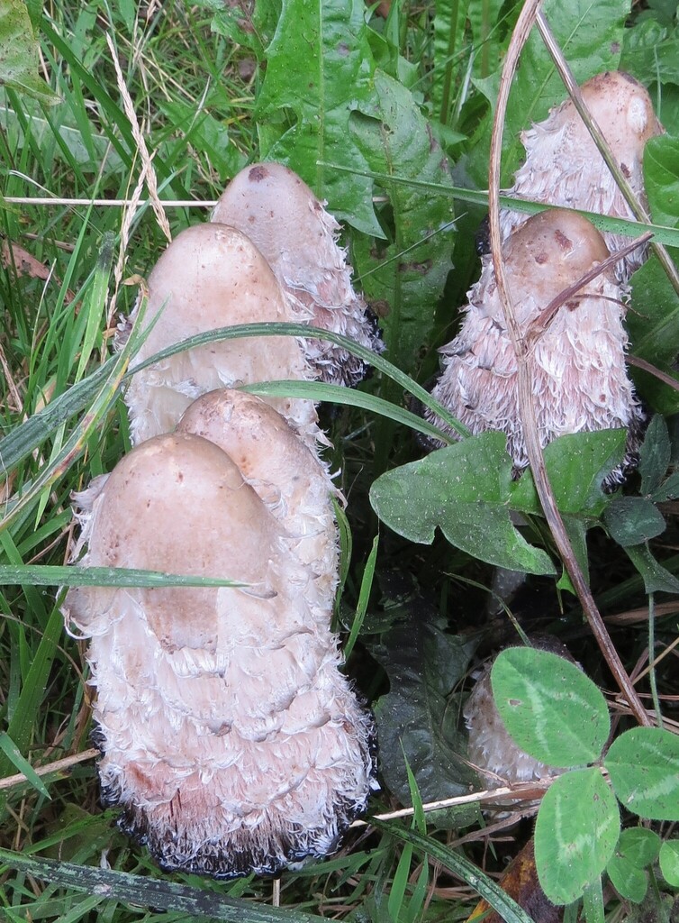 Shaggy Mane · September 2026 · photo: Photo: (c) Howard Williams, some rights reserved (CC BY-SA) · iNaturalist