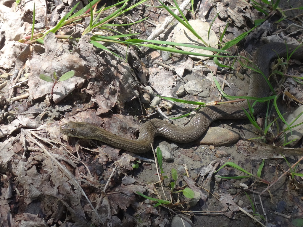 Lake Erie Water Snake