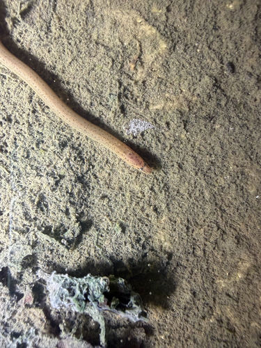 Monopterus albus observed 2026-09-28