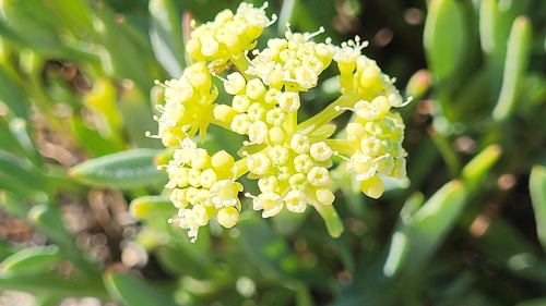 rock samphire