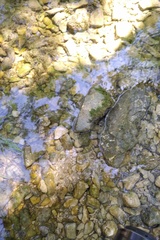 Platambus maculatus