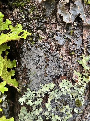 Mealy-rimmed Shingle Lichen