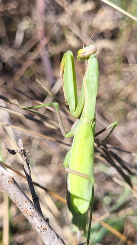 European Mantis
