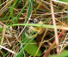 Bombus muscorum