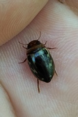 Platambus maculatus